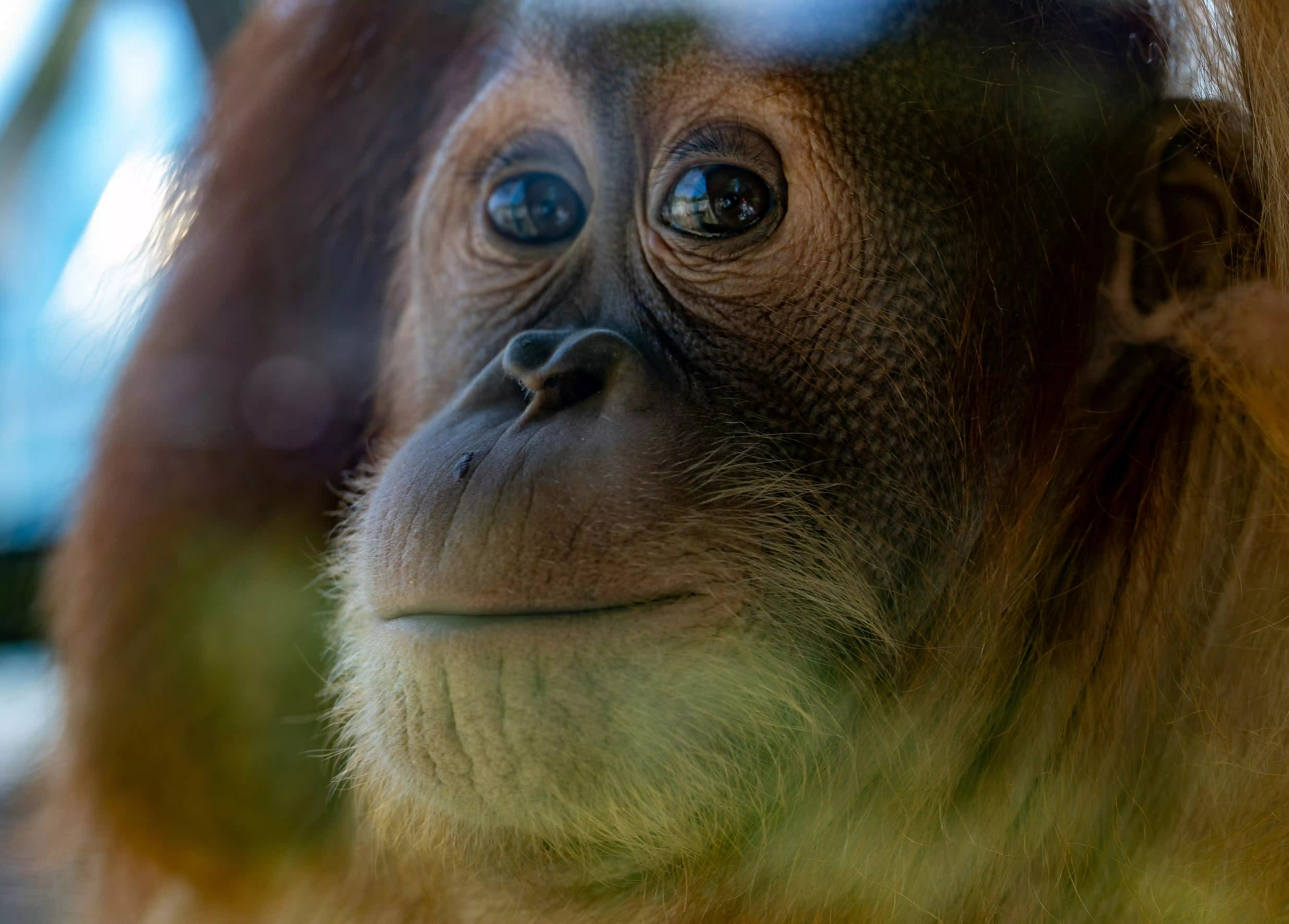 close up photo of baby orangutan with beautiful eyes